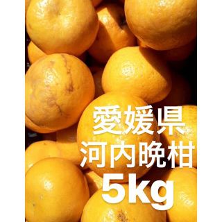 愛媛県産　河内晩柑　宇和ゴールド　柑橘　5kg(フルーツ)