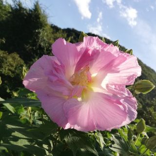 酔芙蓉の種(その他)