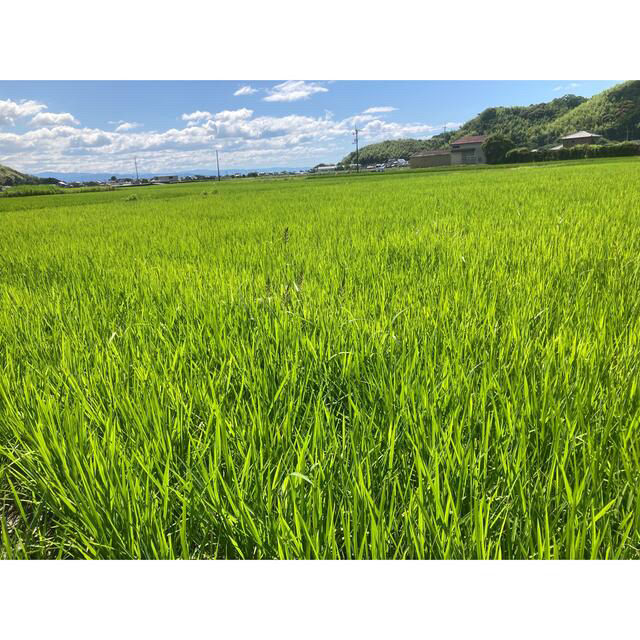 食品令和3年度 高知県産コシヒカリ 20kg玄米　精米無料!