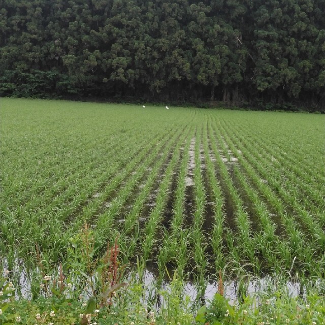 新米令和3年産栃木県特一等米コシヒカリ玄米30キロ無農薬には、作り上げたお米です 2