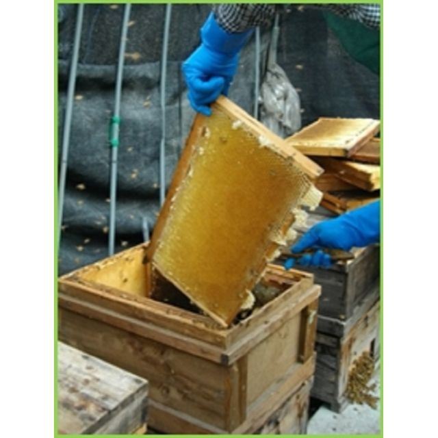 1200g2本蜂種国産　アカシア蜂蜜　自家飼育、生はちみつ（非加熱）　搾りたて！　1200ｇ×2本