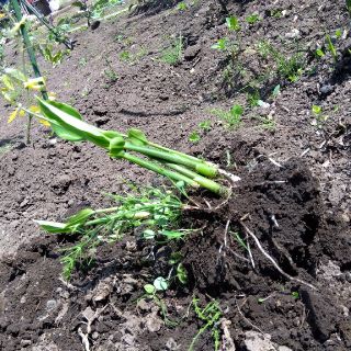 みょうがの根　5株(野菜)