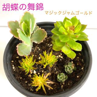 多肉植物寄せ植え　根付き抜き苗(その他)