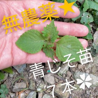 青じそ　無肥料無農薬✿抜き苗(野菜)