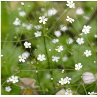 採取したて　珍しいお花の種　アンドロサセ　スターダスト  100粒(その他)