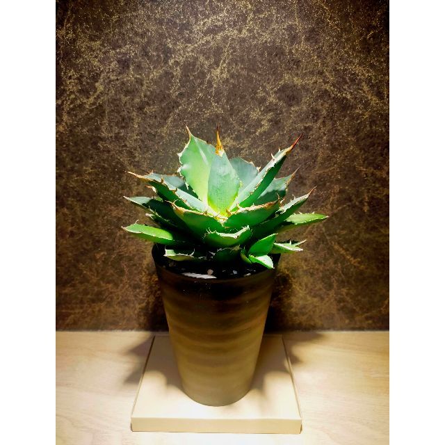 植物育成ライト 15W 4000K 5個 黒色 太陽光 フルスペクトルLED | www