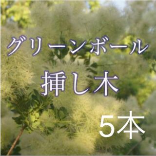 スモークツリー 挿し木 グリーンボール 5本(その他)