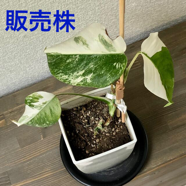 C-568【植え付け発送可能】最高級　斑入りモンステラ　ハーフムーン株　4葉付き