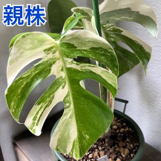 C-568【植え付け発送可能】最高級　斑入りモンステラ　ハーフムーン株　4葉付き