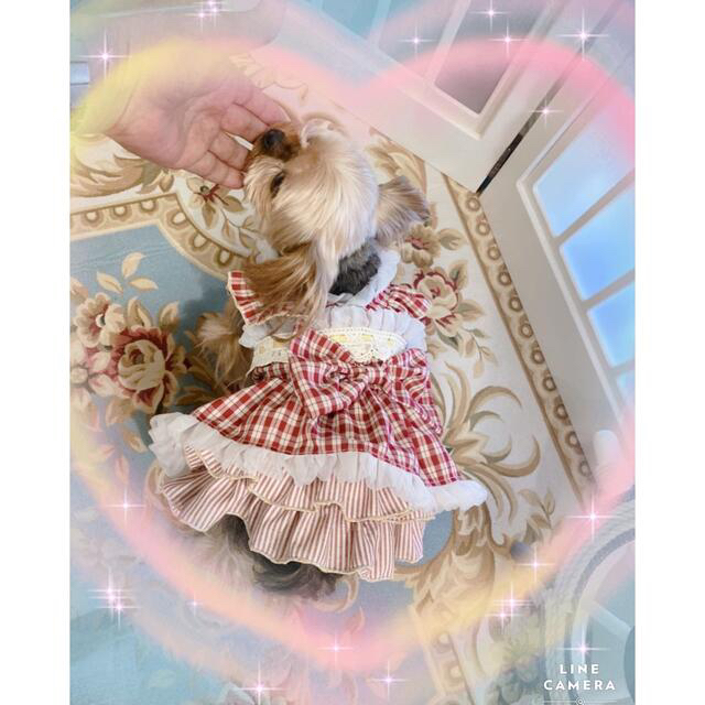 B225.pon2pan2☆オーダー犬服☆ワンコ服☆ペット服☆ワンピ