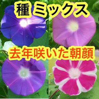 大輪曜白朝顔混合 大輪朝顔混合 アサガオ 種 タネ たね 一年草(その他)