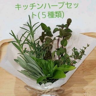 キッチンハーブセット(５種類)　ブーケガルニ　カット苗(その他)