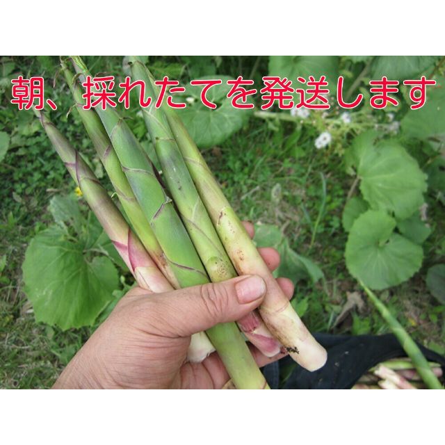 ☆北海道 ニセコ産根曲がり竹 ネマガリタケ タケノコ 朝採り3キロ!送料無料2の通販 by 三平's shop|ラクマ