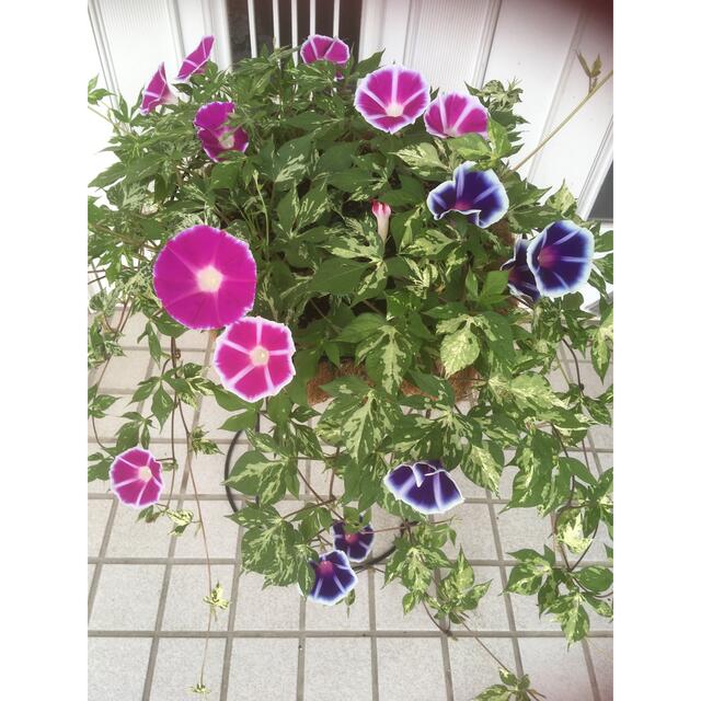 枝垂れ朝顔苗花色ミックス＋つばめ朝顔苗 全部で14株の通販 by