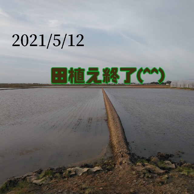 無農薬米新潟県産コシヒカリ20k