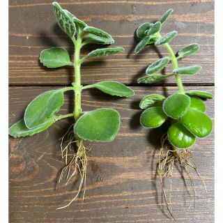 火曜発送🌱　アロマティカス　根付き　観葉植物 多肉植物　虫除け　ハーブ(その他)