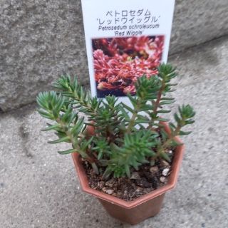 多肉植物　　　レッドウイッグB(その他)