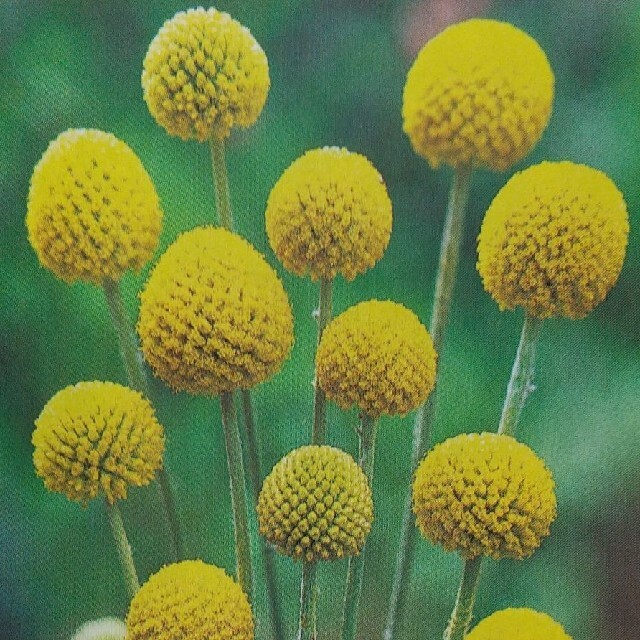 花の種      ゴールドスティック＋オマケ ハンドメイドのフラワー/ガーデン(その他)の商品写真