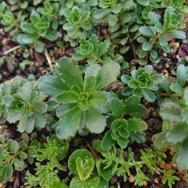 💕💙ステファニーゴールド💙💕多肉植物♪20カット♪ ハンドメイドのフラワー/ガーデン(その他)の商品写真