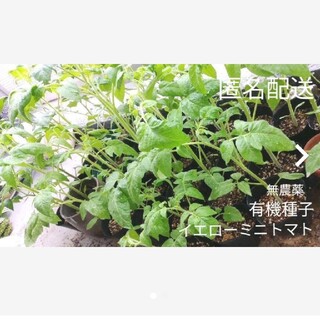 無農薬イエローミニトマト有機種子の苗✡2つ(野菜)