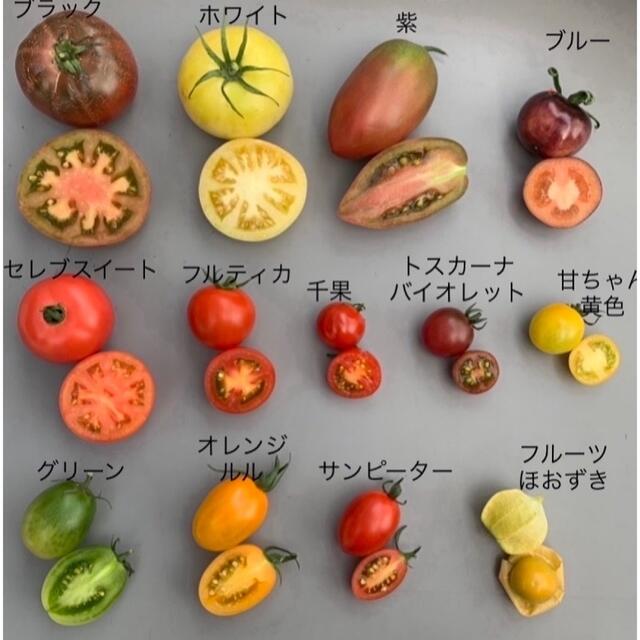 龍宮ジュエリー 食品/飲料/酒の食品(野菜)の商品写真