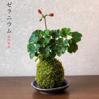(送料無料)ミニゼラニウムの苔玉『花と葉のコントラストが美しい』(その他)