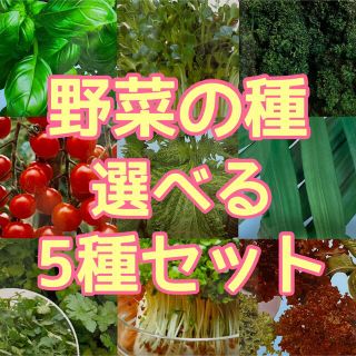 野菜の種　選べる5種セット　野菜種(野菜)