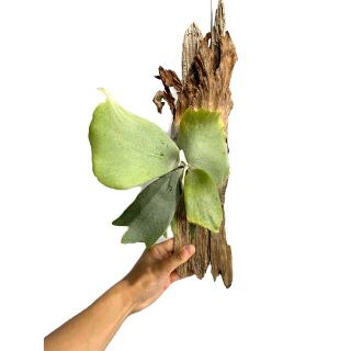 P. willinckii bogor(胞子培養株)の通販 by ビカクバイヤーB|ラクマ