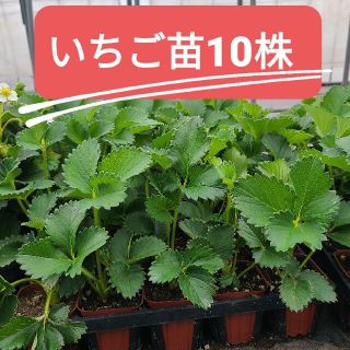 【特化】いちご苗10株(フルーツ)