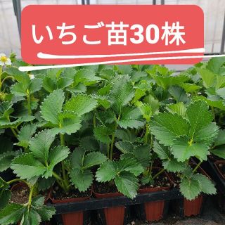 【特化】いちご苗30株(プランター)