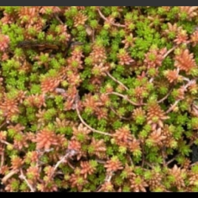 多肉植物　セダム ハンドメイドのフラワー/ガーデン(プランター)の商品写真