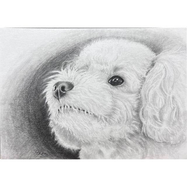 鉛筆画 原画 手描き プードル トイプードル イラスト モノクロ | フリマアプリ ラクマ