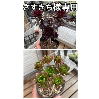 さすきち様専用　多肉植物(その他)