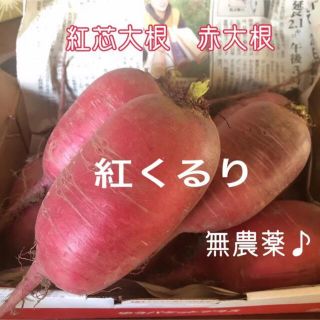 【残り僅か】紅くるり 赤大根 無農薬(野菜)