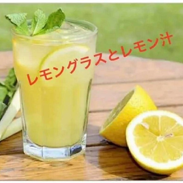 紫レモングラス苗３本最高の香り 食品/飲料/酒の食品(野菜)の商品写真