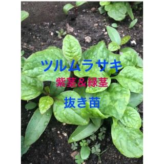 ツルムラサキ抜き苗6本(野菜)