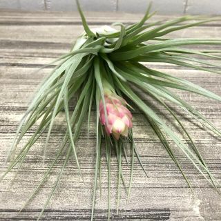 大株！  花芽付き♡ Tillandsia コットンキャンディ ライトグリーン(プランター)