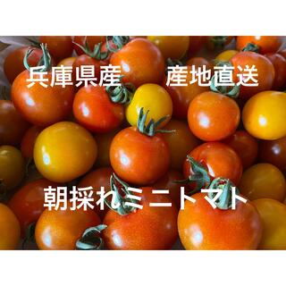 ミニトマト千果　赤黄1.2キロ(野菜)