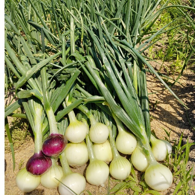 新玉ねぎ◎９キロ 食品/飲料/酒の食品(野菜)の商品写真