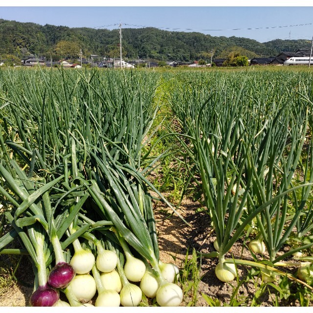 新玉ねぎ◎９キロ 食品/飲料/酒の食品(野菜)の商品写真