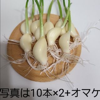 スプラウトニンニク　水耕栽培　20粒+オマケ(野菜)