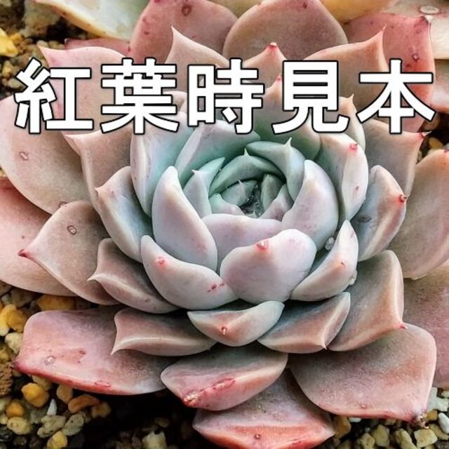 注目ショップ 16多肉植物エケベリア❣️ゲリラセット❣️韓国苗