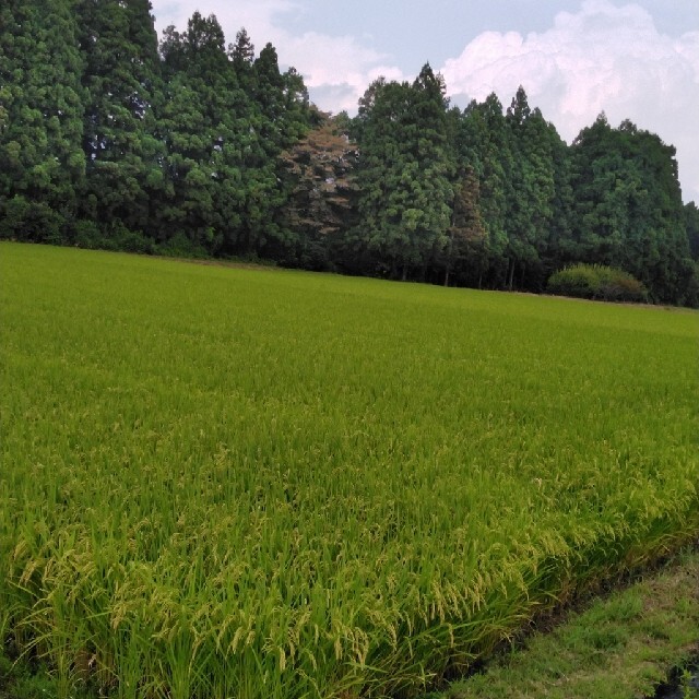 新米　兵庫県産　コシヒカリ　玄米　10キロ　完全 無農薬 無除草剤 無化学肥料