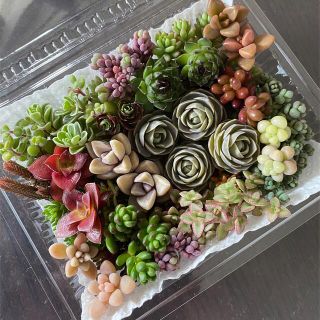 多肉植物☆多肉MIX☆カット苗　育て方メモ付き(その他)