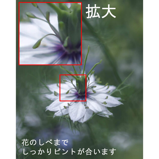 PENTAX(ペンタックス)の宝石レンズ Super Takumar 後期型 55mm f1.8 スマホ/家電/カメラのカメラ(レンズ(単焦点))の商品写真