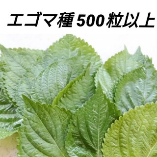 エゴマ黒種 200→500粒以上【固定種】(野菜)