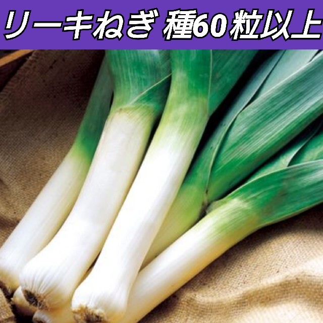 リーキねぎ 種60粒以上【固定種】 食品/飲料/酒の食品(野菜)の商品写真