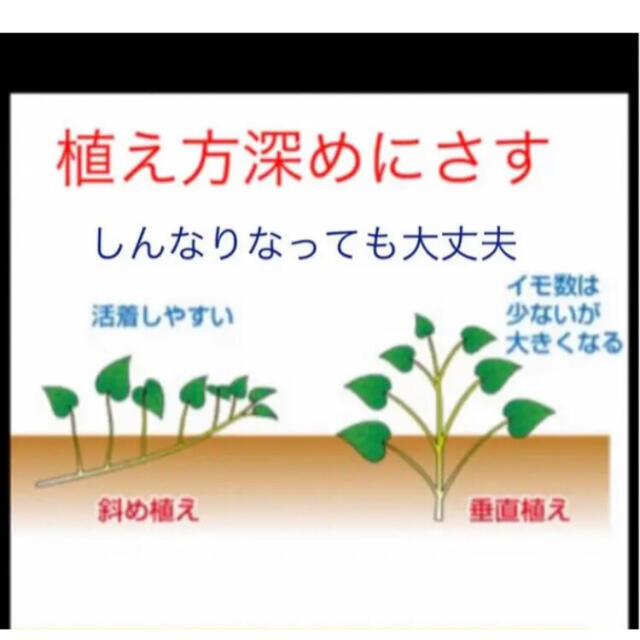 パープル紫芋苗10本 食品/飲料/酒の食品(野菜)の商品写真