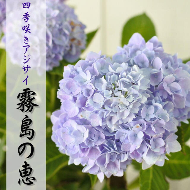 霧島の恵み　紫陽花　アジサイ ハンドメイドのフラワー/ガーデン(その他)の商品写真