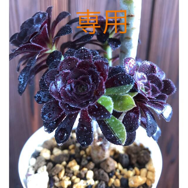 多肉植物　⭐︎専用⭐︎黒法師　2色枝　ビッグバン　抜き苗  黒法師　カット4本 ハンドメイドのフラワー/ガーデン(その他)の商品写真